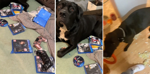 La perrita que se hace viral en TikTok por destrozar los mandos y los juegos de PS4 de su dueño